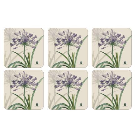 RHS Agapanthus Glasunderlgg 6-pack